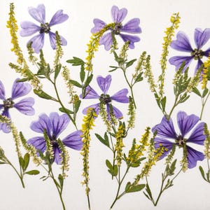Edible flowers for cake decoration, Pressed flowers for cakes, Pressed meadow flowers, side dishes, cookies, cocktails,  flowers for craft