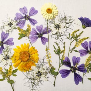 Edible flowers for cake decoration, Pressed flowers for cakes, Pressed meadow flowers, side dishes, cookies, cocktails,  flowers for craft