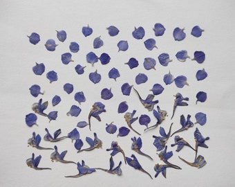Blue pressed flowers, pressed flowers for jewelry, flowers for craft, flowers for resin, jewelry, resin, invitations, cards, scrapbooking
