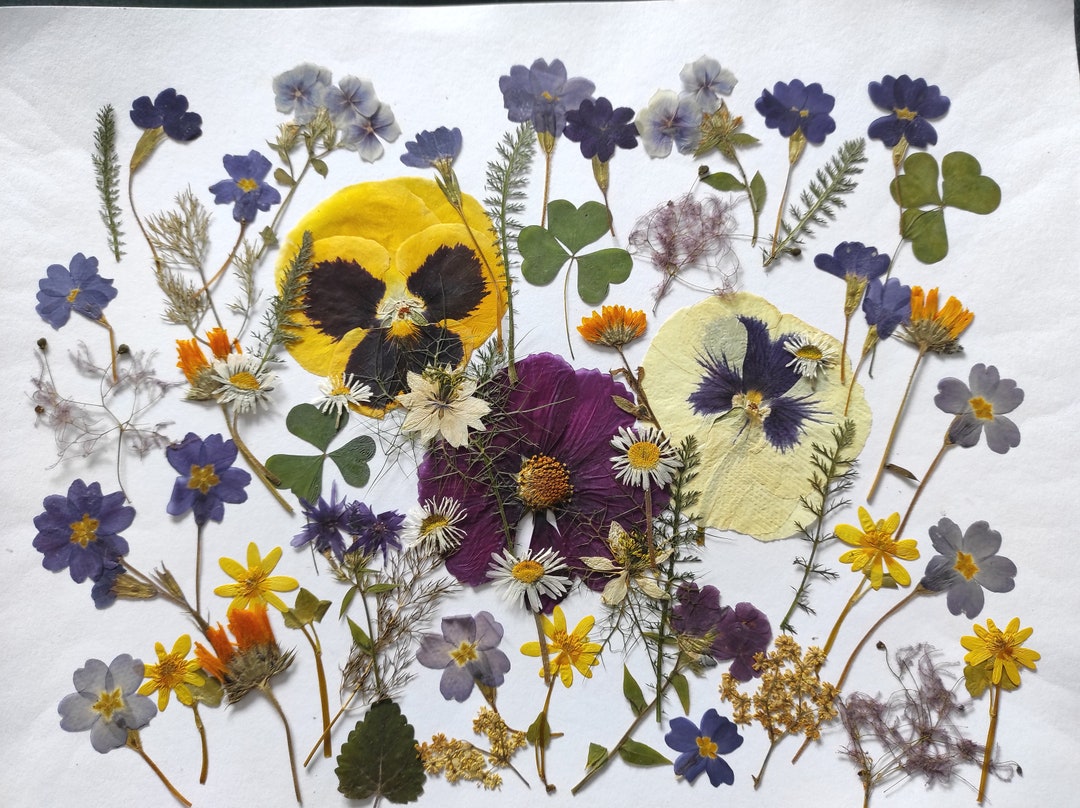 Pressed Flowers for Cakes Edible Flowers for Cake Decoration Etsy
