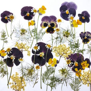Fiori commestibili per decorare torte, fiori pressati per torte, fiori di campo pressati, contorni, biscotti, cocktail, fiori per lavoretti.