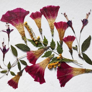 Fiori pressati rossi di gloria mattutina per artigianato, fiori pressati per gioielli, arte con fiori pressati, fiori per resina, biglietti d'invito fai da te