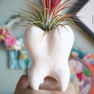 Tooth Air Plant Planter - Dentist Gift- Desk Decor- Home Decor- Office Decor- Birthday Gift - Halloween