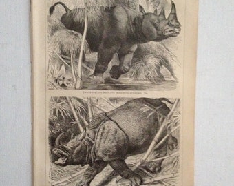 Chromolithographie, "Nashorn".