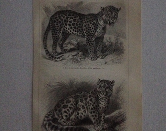 Chromolithographie Panterkatzen I. und Panterkatzen II.