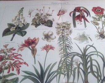 Chromolithograph "indoor plants II."