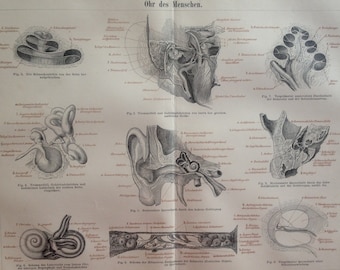 Chromolithographie Ohr des Menschen.