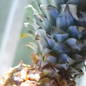 Pineapple - Digital Image, Fine Art, Fruit, Pineapple Spikes