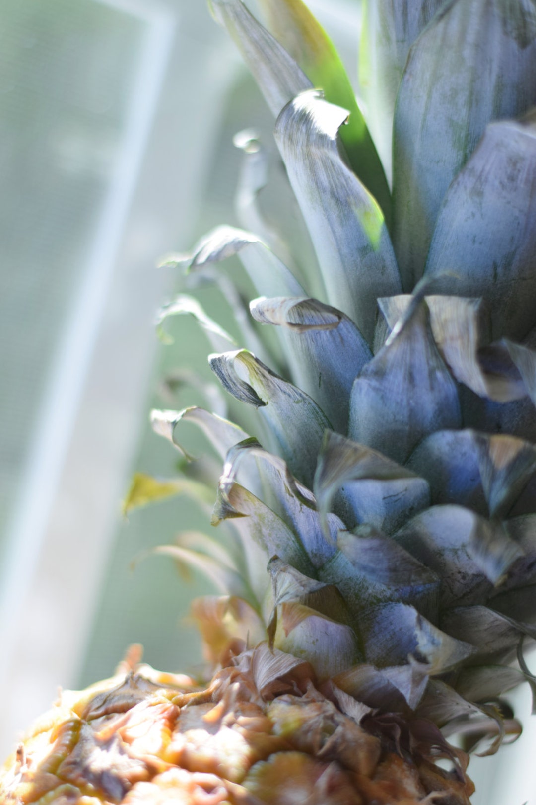 Pineapple Digital Image Fine Art Fruit Pineapple Spikes Etsy