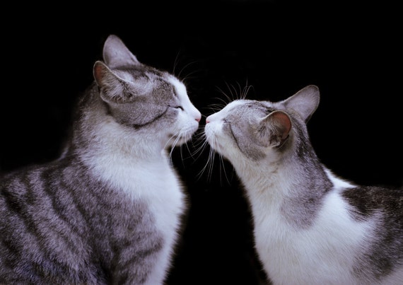 Cat Love Animal Art Photography Etsy Cat Love Animal Art Photography Etsy