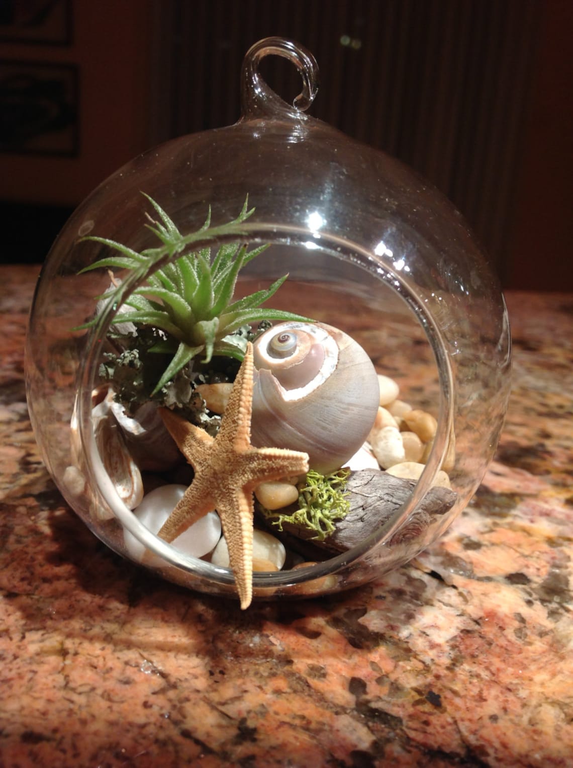 Terrarium Kit, Air Plant Terrarium Kit, Globe Glass Vase ,sea Shell