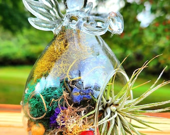 Zestaw do terrarium ze szkła Angel Glass Air Plant: rzeźba ślimaka z drewna dryfującego.