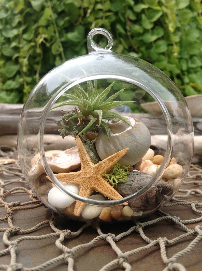 Terrarium Kit Air Plant Terrarium Kit Globe Glass Vase sea Etsy Australia