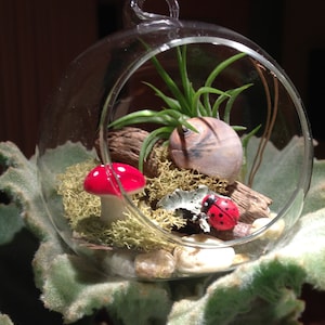 Terrarium kit, Air Plant Terrarium Kit, Terrarium Kits, Glass Globe Terrarium with Air plant,Ladybug,Hedgehog,Snail,Driftwood