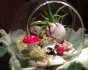 Kit Terrarium, Air Plant Terrarium Kit, Terrarium Kits, Glass Globe Terrarium with Air plant,Ladybug,Hedgehog,Snail,Driftwood