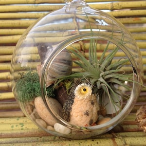 SALE!!Terrarium Kit,Air Plant Terrarium,Air Plants,Globe Glass Terrarium,Terrarium kits,Owl,Terrarium,Hedgehog,Stones,Driftwood,Mushroom