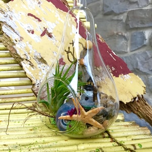 Terrarium Kit,Air Plant Terrarium Kit,Pear Glass Vase Terrarium,Terrarium,LightHouse,Seashells,Starfish,Driftwood,Air plants