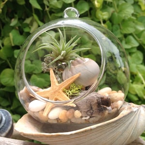 May include: A clear glass globe terrarium containing a small air plant, a starfish, and seashells. The terrarium is resting on a large seashell.