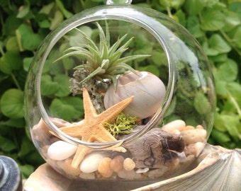 Kit terrarium, Kit Terrarium Air plante, Vase en verre Globe, Sea Shell main escargot Sculpture fait sur un bois flotté, pierres, étoile de mer, bois flotté