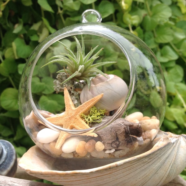 Terrarium kit, Air Plant Terrarium Kit, Globe Glass Vase ,Sea Shell Hand Made Snail Sculpture on a drift wood,Stones,Star Fish,Driftwood