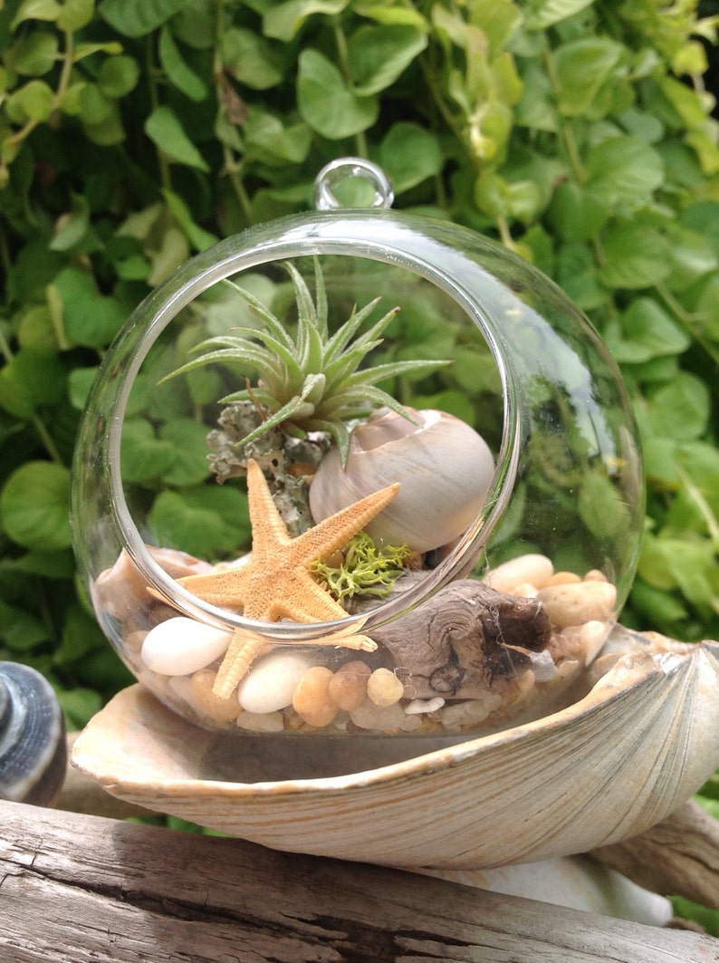 Terrarium Kit Air Plant Terrarium Kit Globe Glass Vase sea Etsy Australia