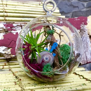 Terrarium Kit,Air Plant Terrarium Kit,Glass Terrarium with Air Plant,Globe Glass Terrarium,Stones,driftwood,anchor,net