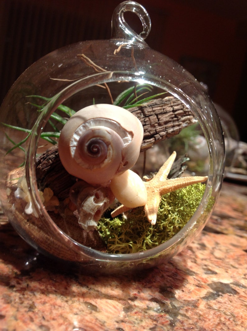 Terrarium Kit,air Plant Terrarium,globe Glass Vase Terrarium,shell