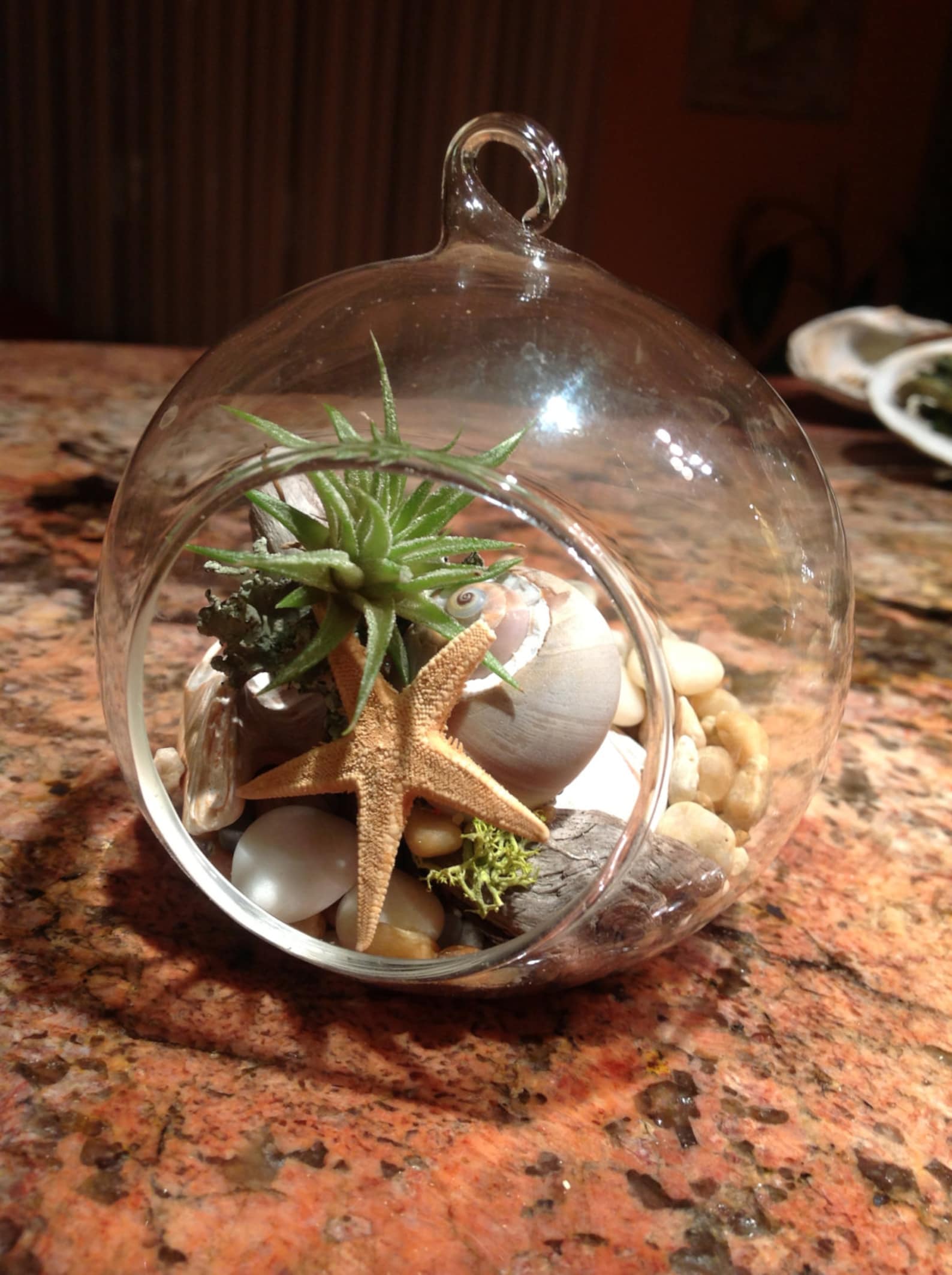Terrarium Kit Air Plant Terrarium Kit Globe Glass Vase sea Etsy Australia