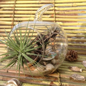 Air Plant Terrarium Kit,Apple Terrarium,Air Plants,Apple Glass Terrarium,Terrarium,Stones,Driftwood