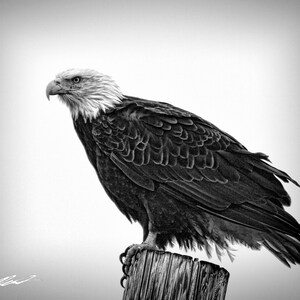 Aquila calva appollaiata