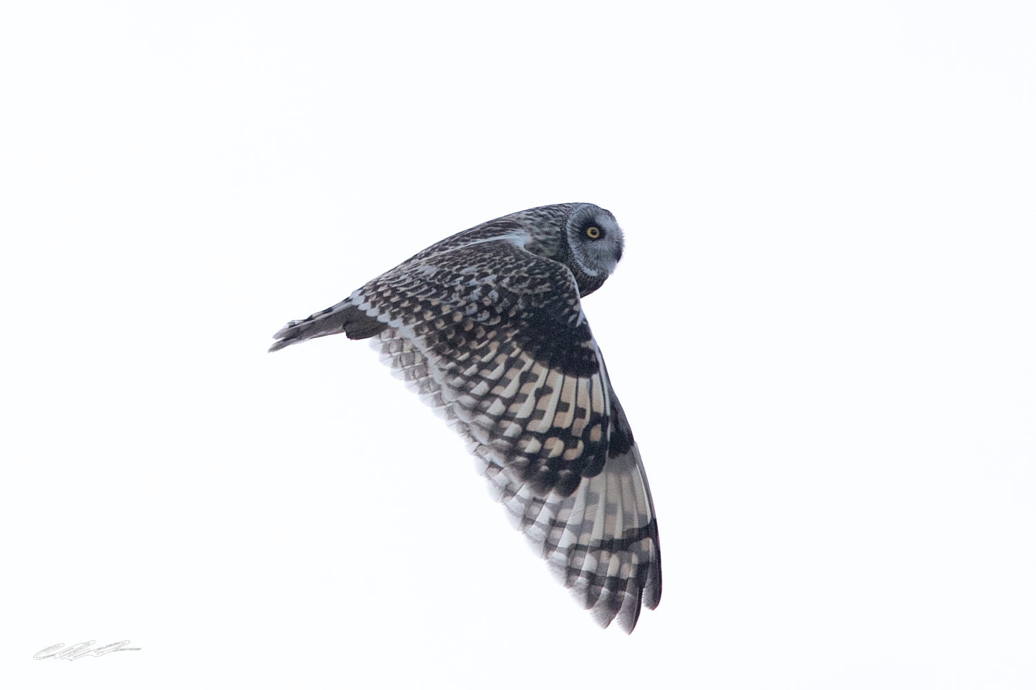 Short-eared Owl In Flight