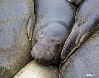 Resting Elephant Seal