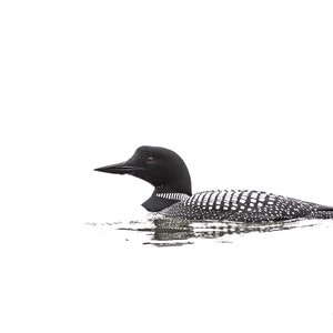 Lone Loon