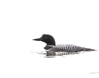 May include: A black and white loon with a black head and a white body with black spots swims in a body of water. The background is white.