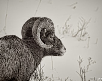 Bighorn Schaf Widder Portrait
