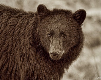 Black Bear Portrait