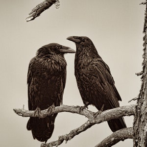 Two Ravens