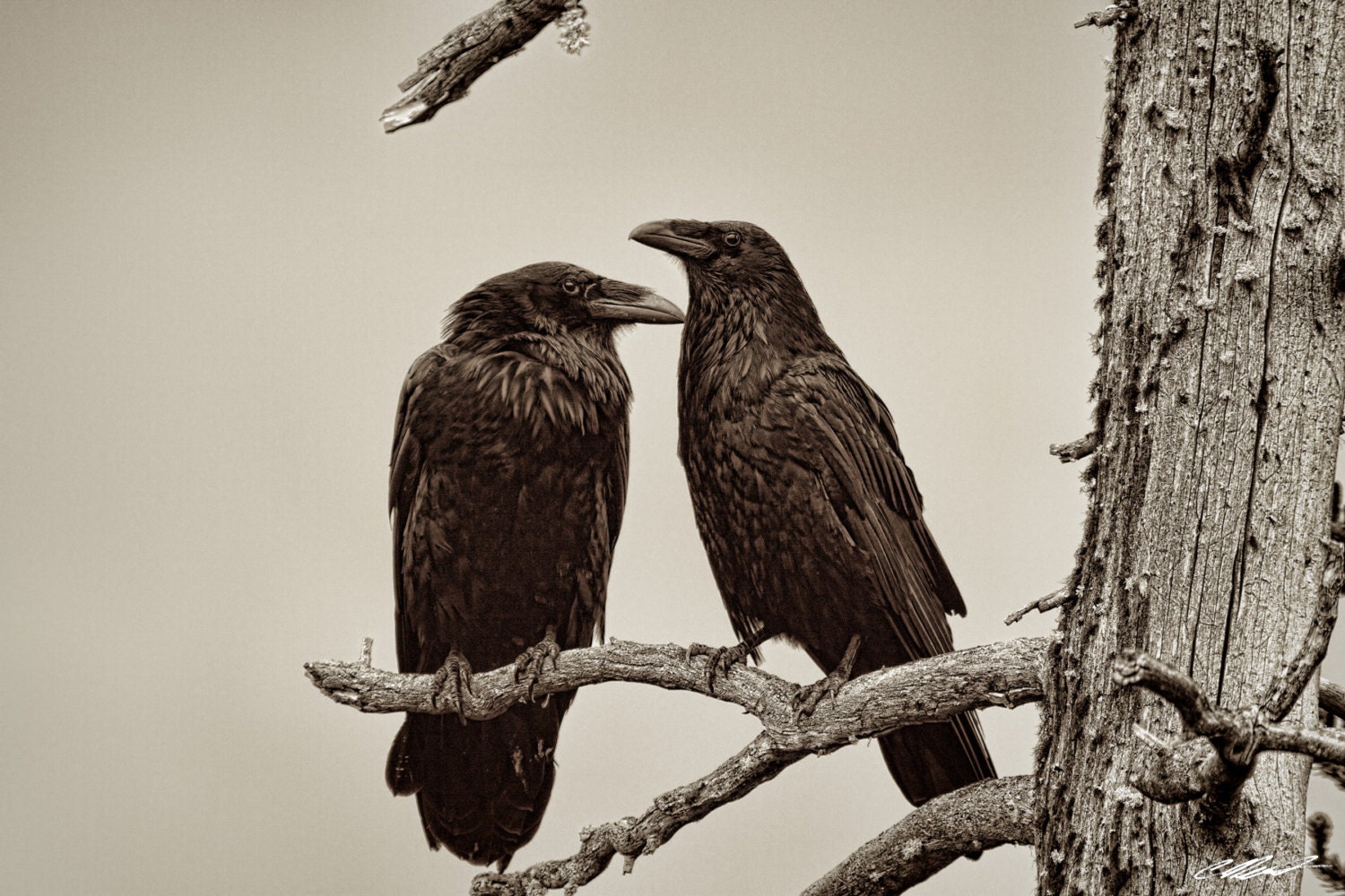 Two Ravens in a Treen Earrings Two Ravens in a Treen Earrings