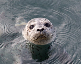 Harbour Seal Photographic Print