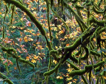Autumn Forest