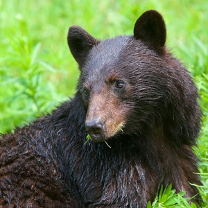 Spring Black Bear