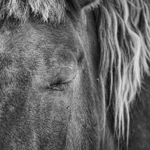 Blinking Gelding
