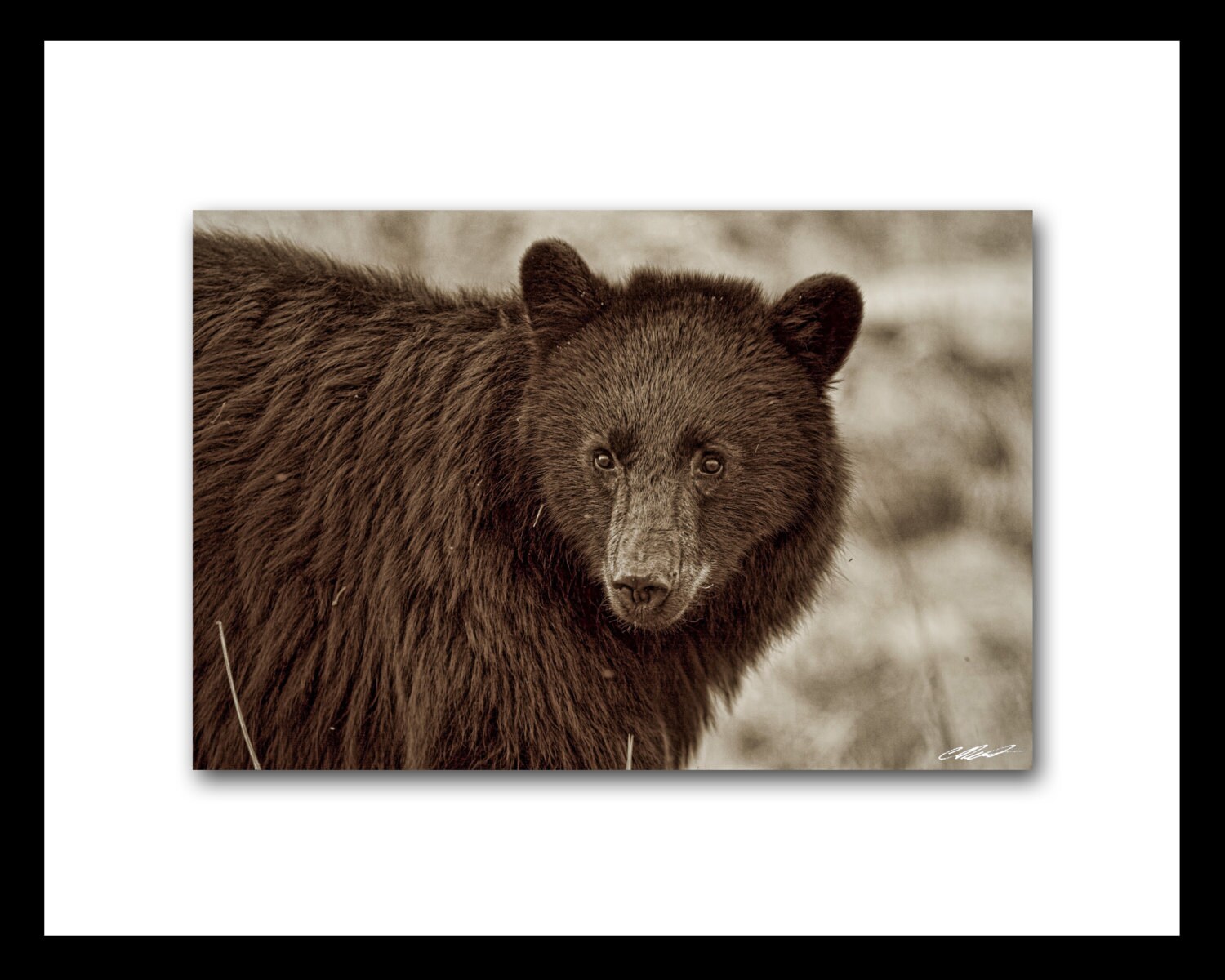 Black Bear Portrait | Etsy