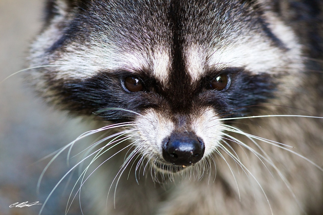 Grumpy Raccoon - Etsy Australia