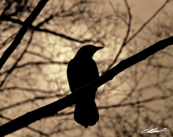 May include: Silhouette of a black bird perched on a branch against a light brown background of blurred tree branches.