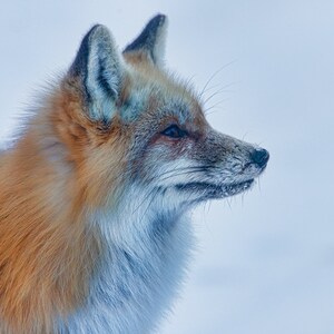 Red Fox in Winter