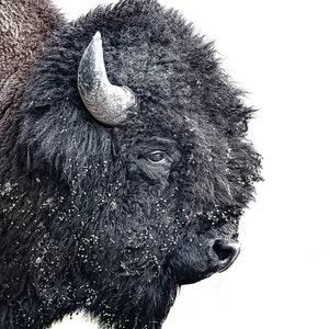 Bull Bison Profile
