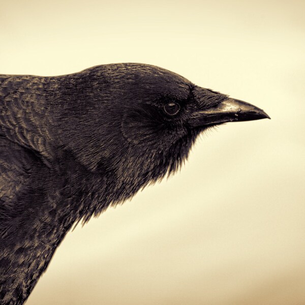 Crow Portrait