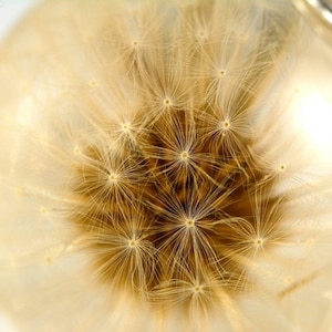 Resin pendant with real dandelion (Taraxacum officinale) in the large sphere on a silver chain. Sphere 4 cm. Chain 80 cm.
