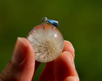 Nie łańcucha wisiorek z prawdziwym dandelion oxtongue Jastrzębiec kosmaczek (Goryczel jastrzębcowaty) w sferze żywicy. Kula 2,5 cm. Witchout łańcucha.